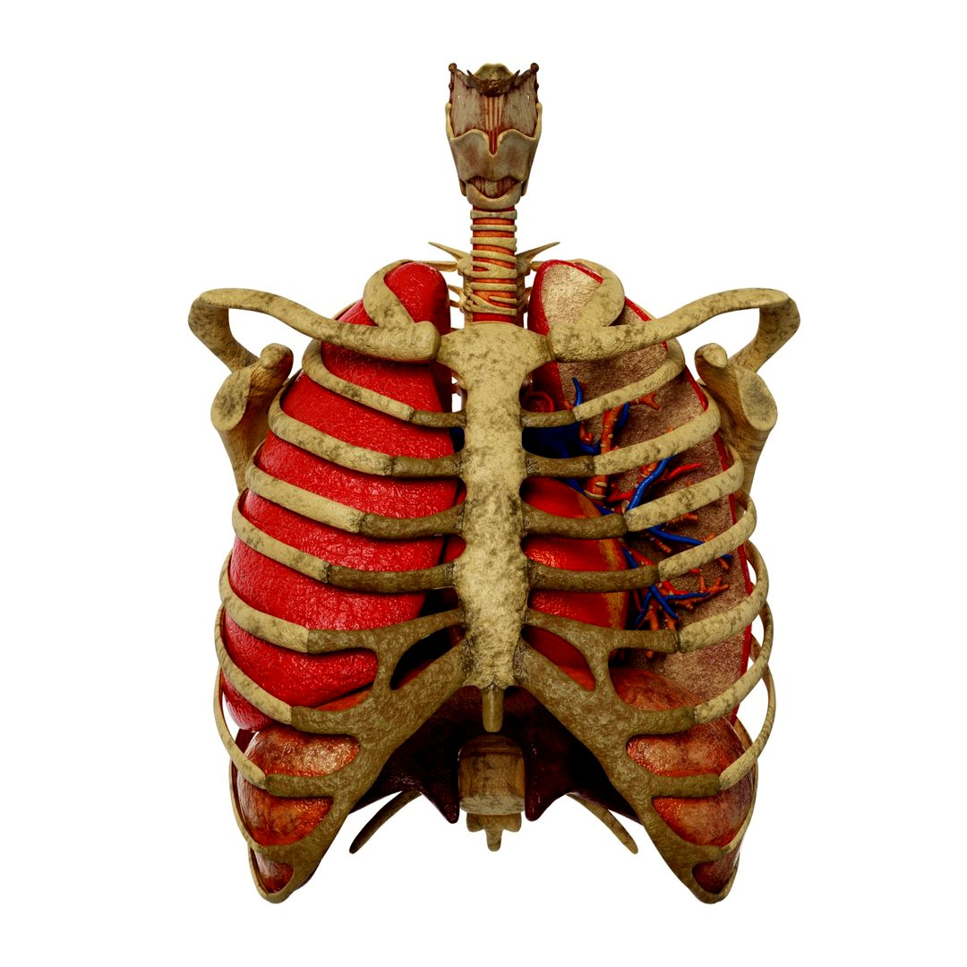 Ribs Trachea Heart Lungs