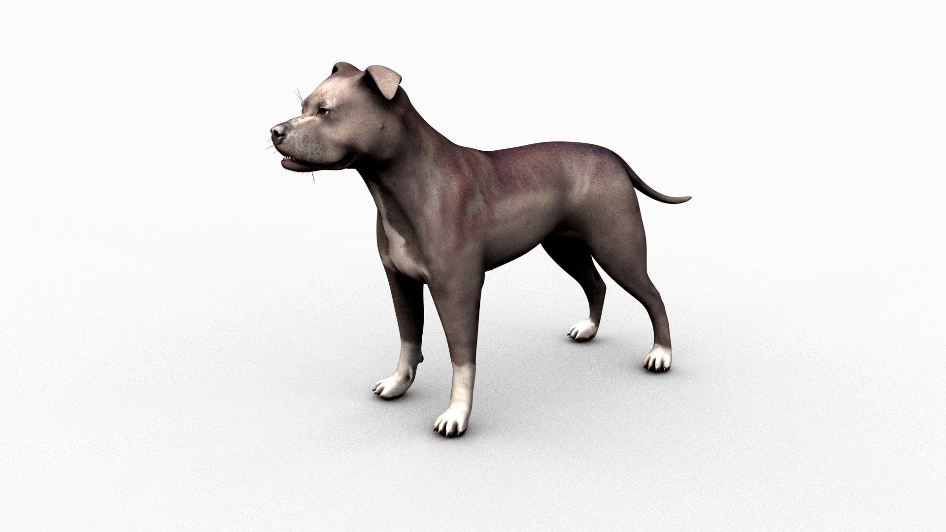 American Pitbull male blue