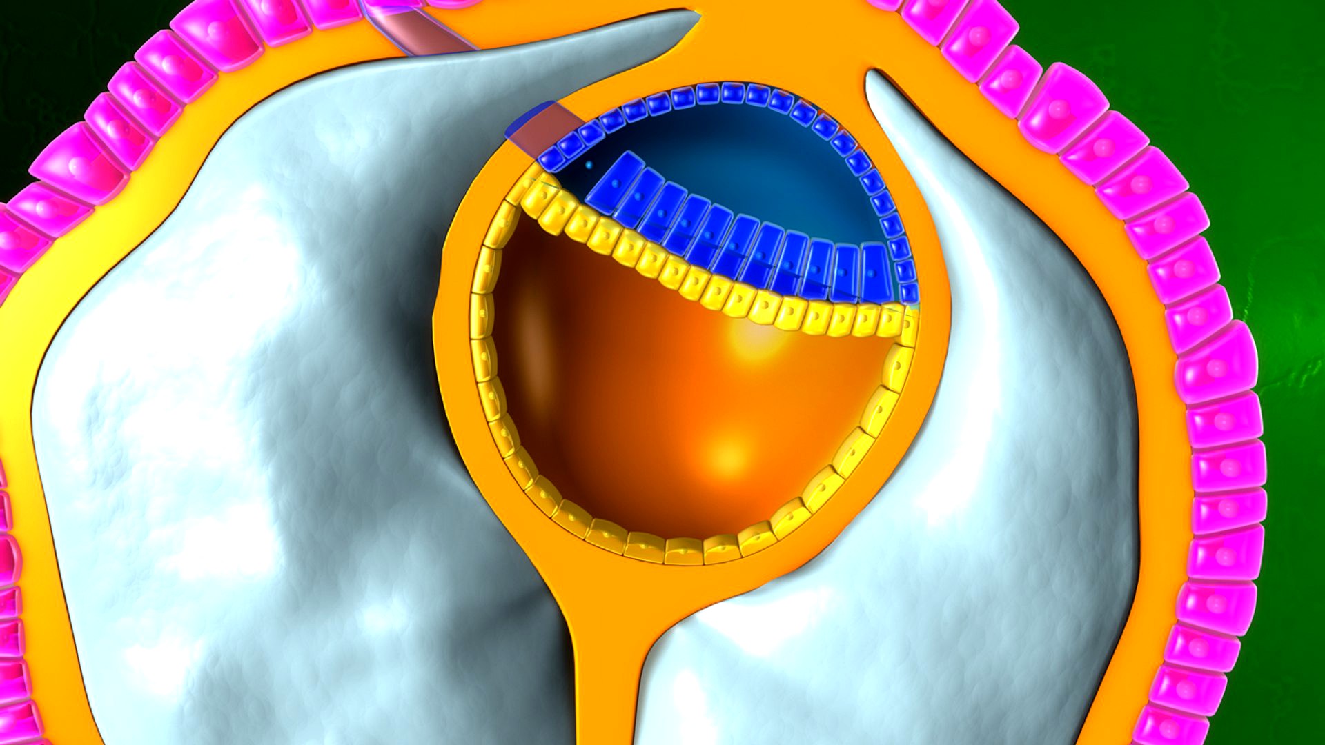 Primary Germ Layer