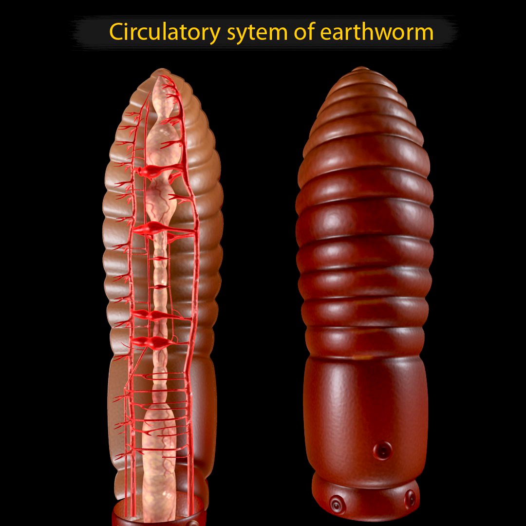 Closed Circulatory System of EW