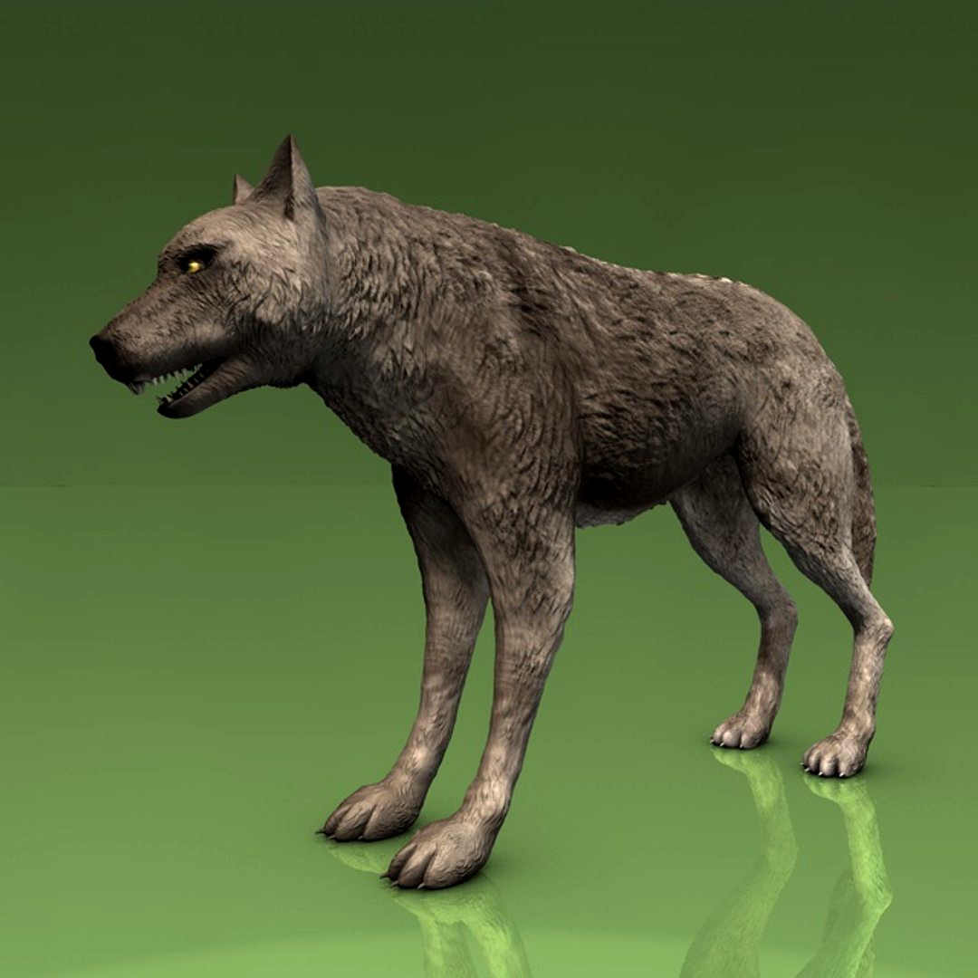 Detailed Grey Wolf