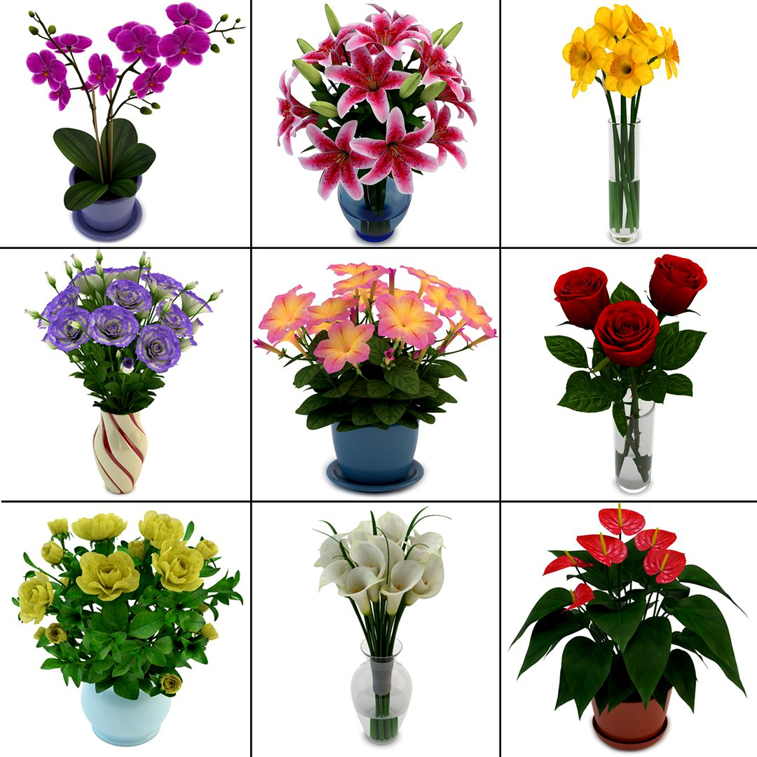 Bouquets and Flowers in Pot