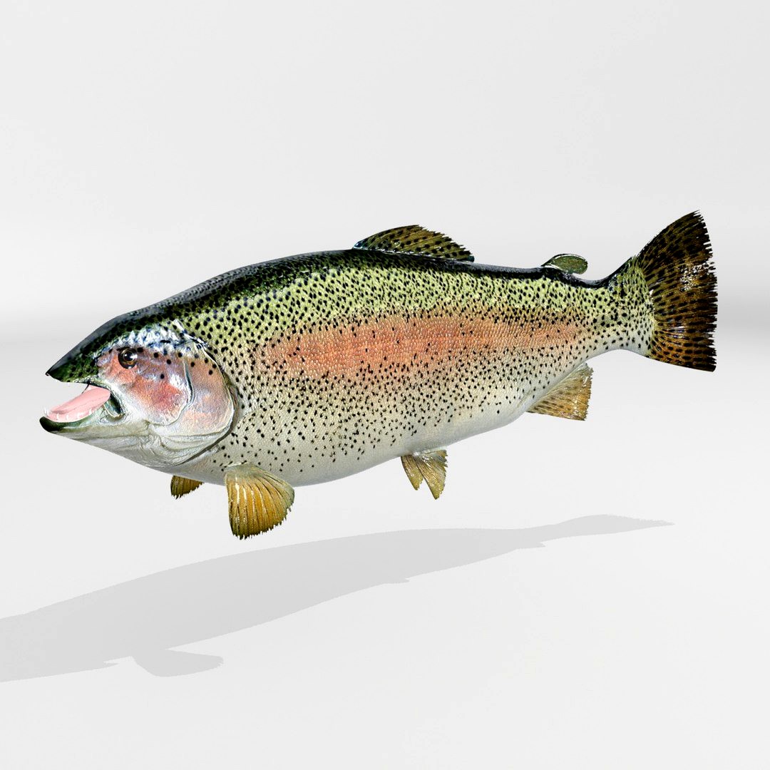 Rainbow Trout