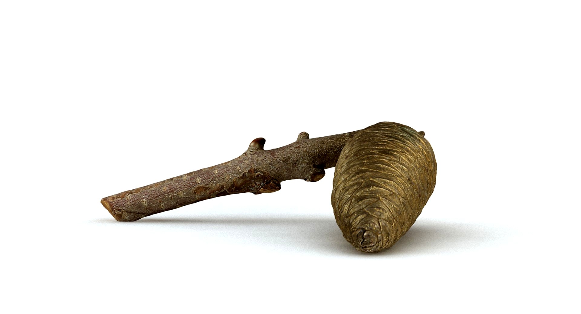 Pine Cone