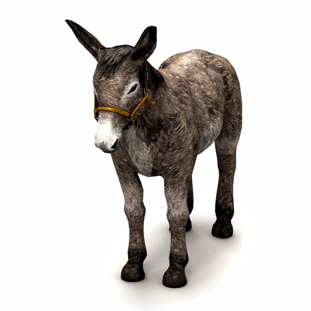 Donkey Gray