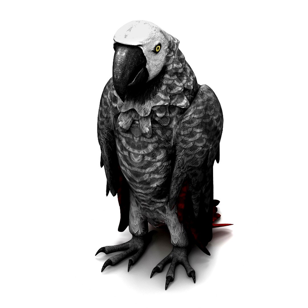 Parrot 7