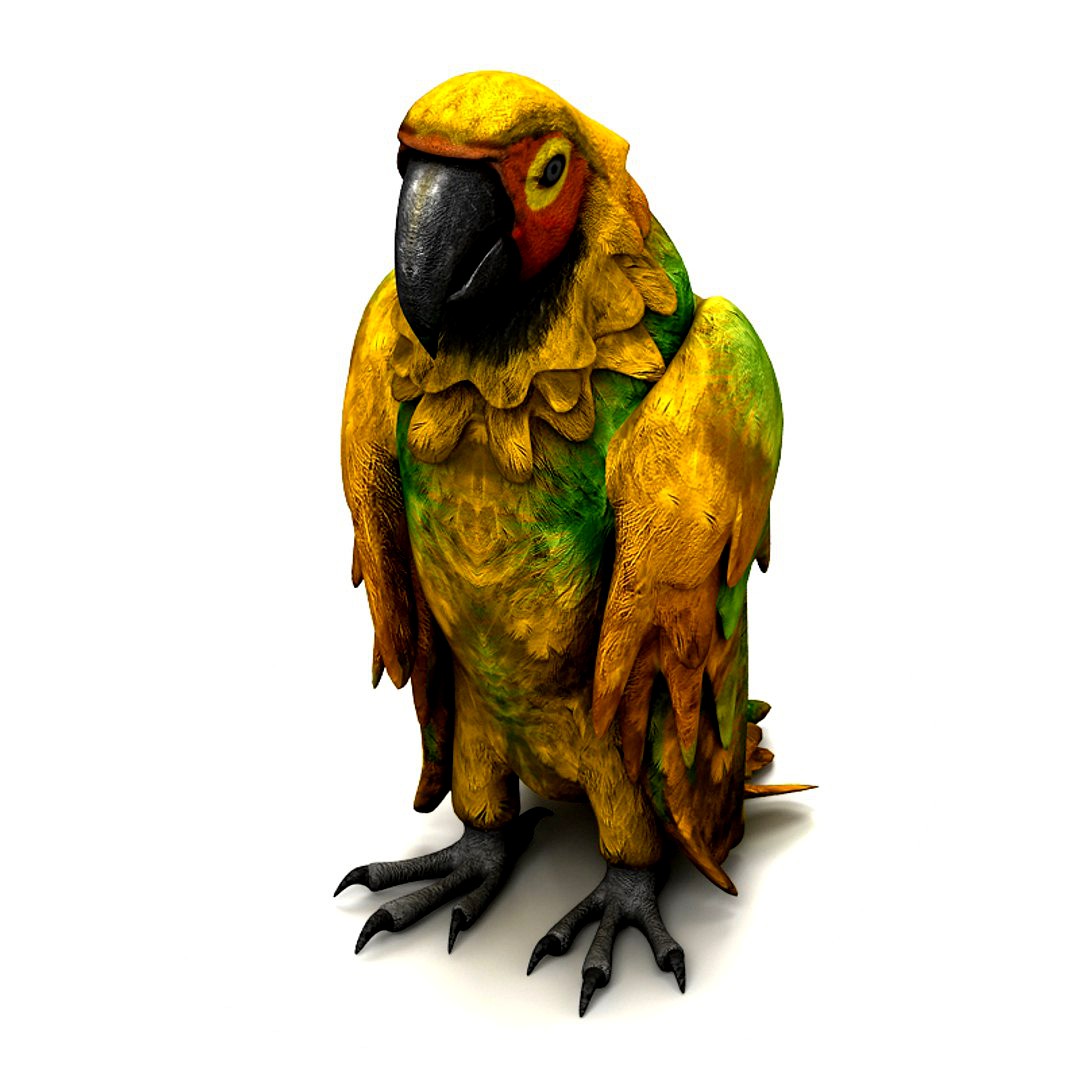 Parrot 5