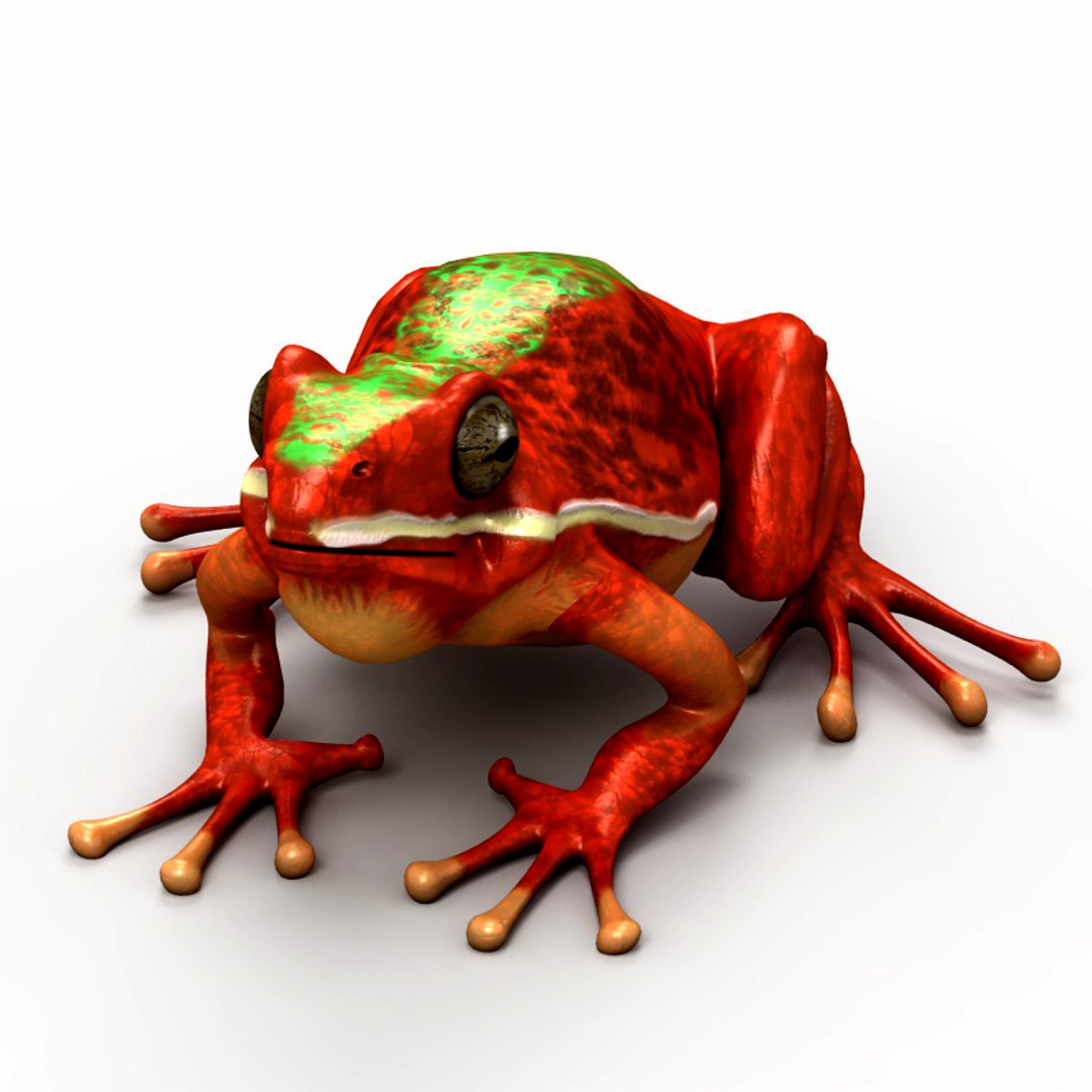 Frog 6