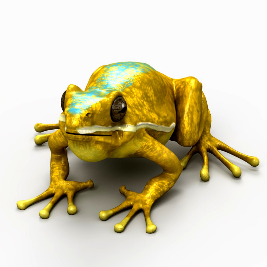Frog 5