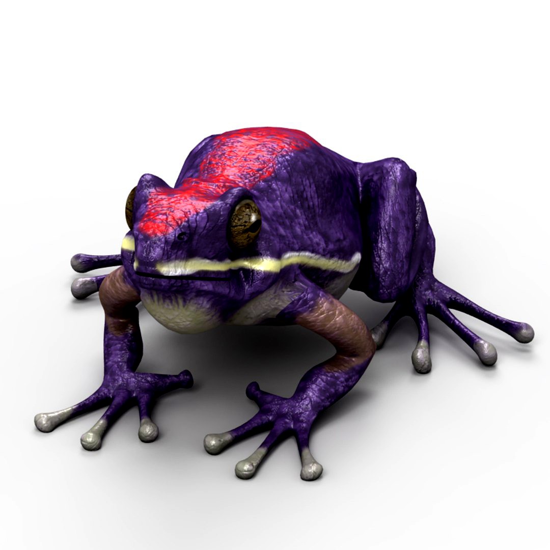 Frog 4