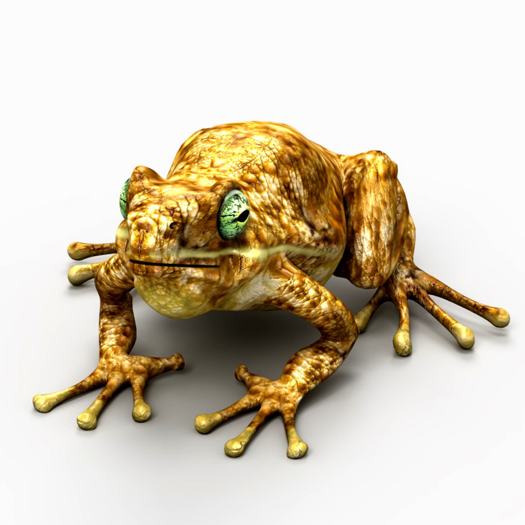 Frog 2