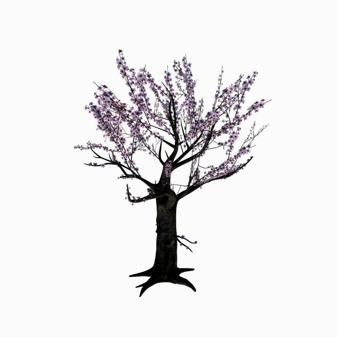 Cherry Blossom
