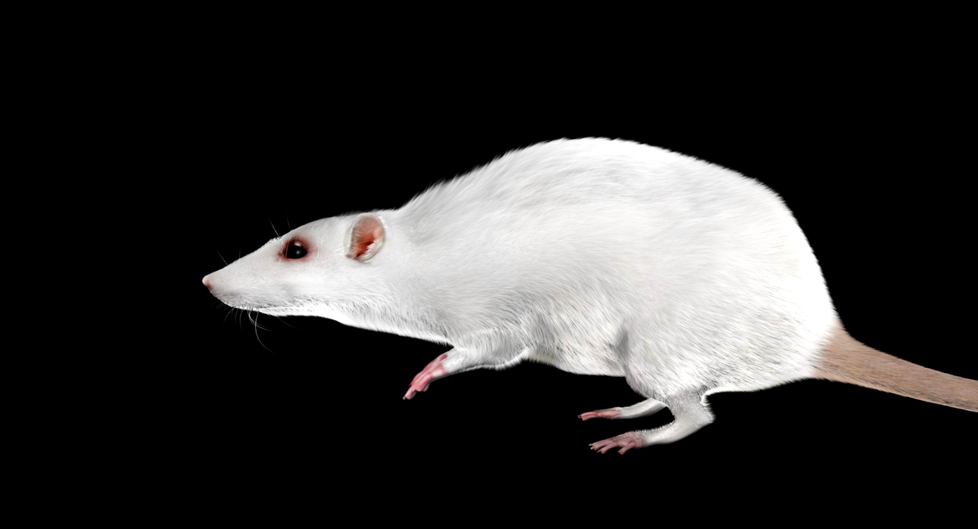 rat