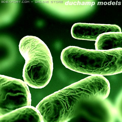 Bacillus Bacterium 3D Model