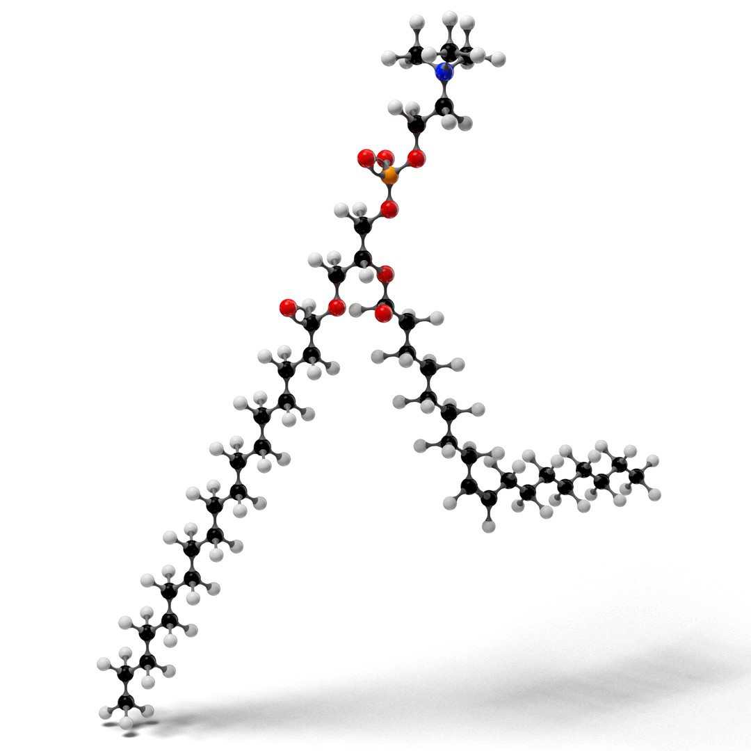 Phospholipid Molecular