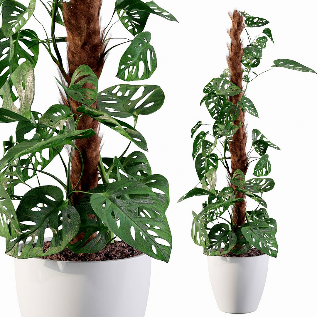 Monstera monkey mask
