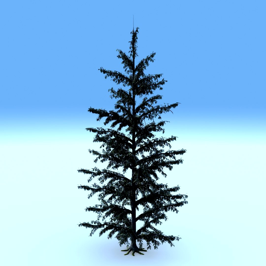 Conifer Tree