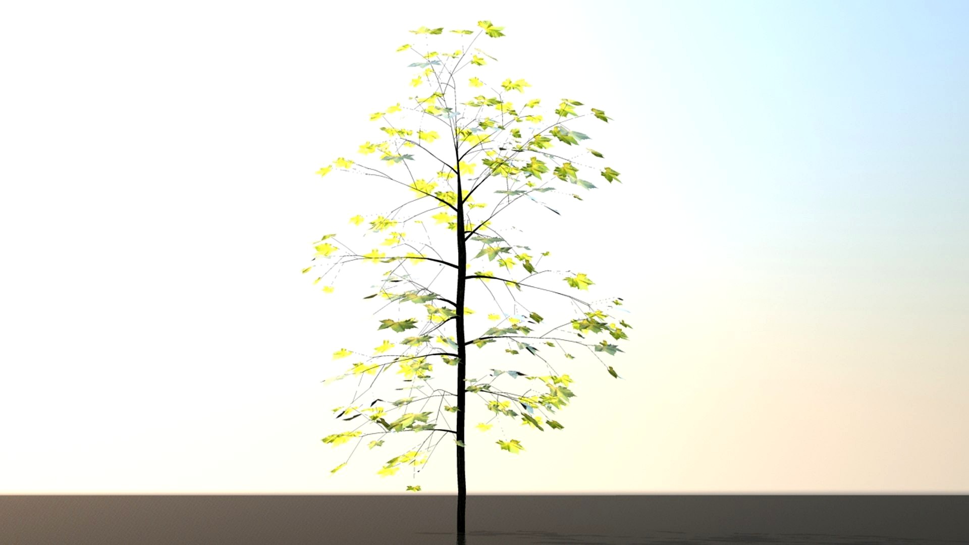 Broad leaf tree