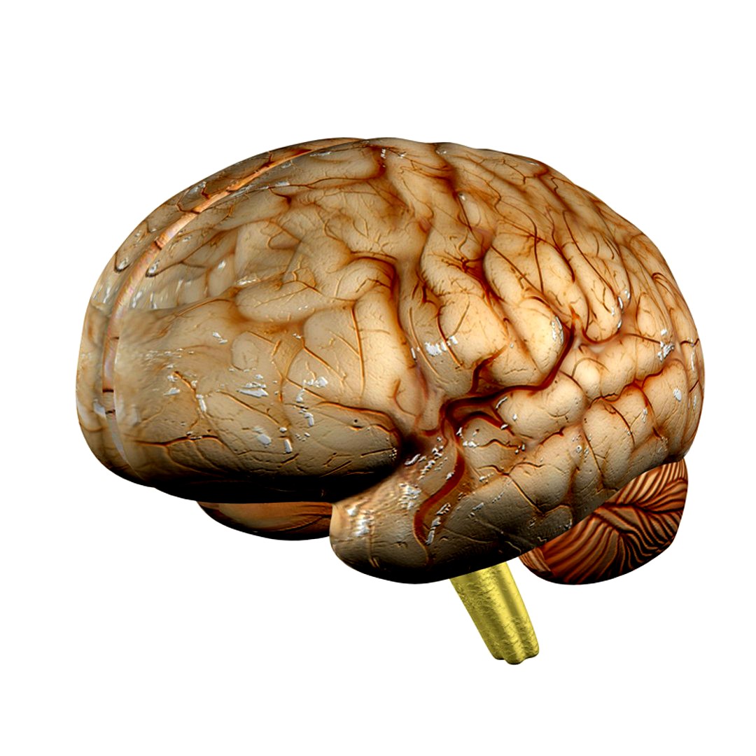 Human Brain