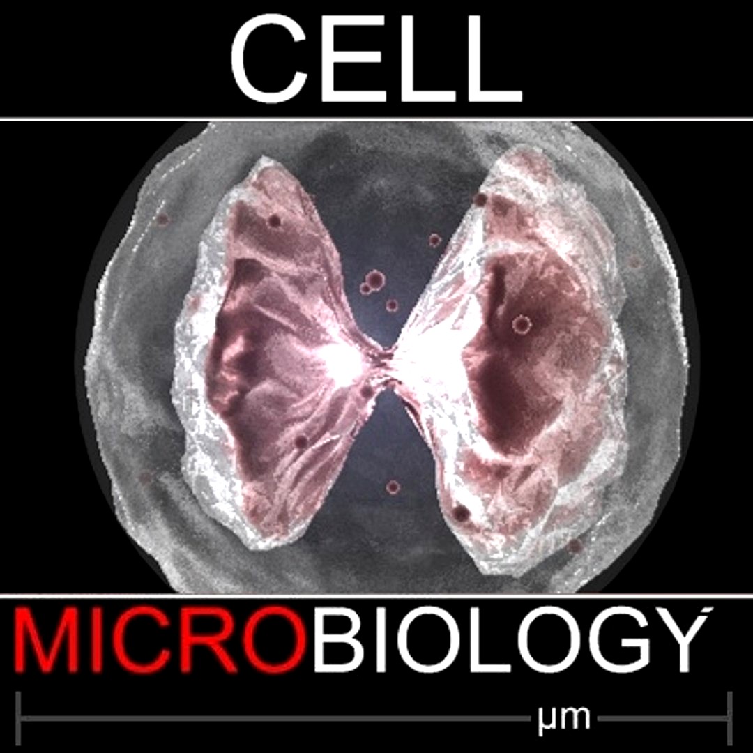 Basophil cell