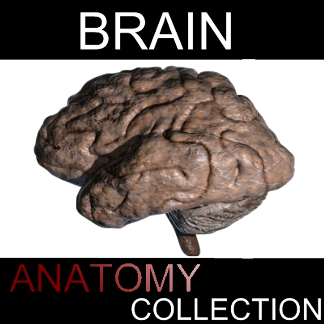 BRAIN