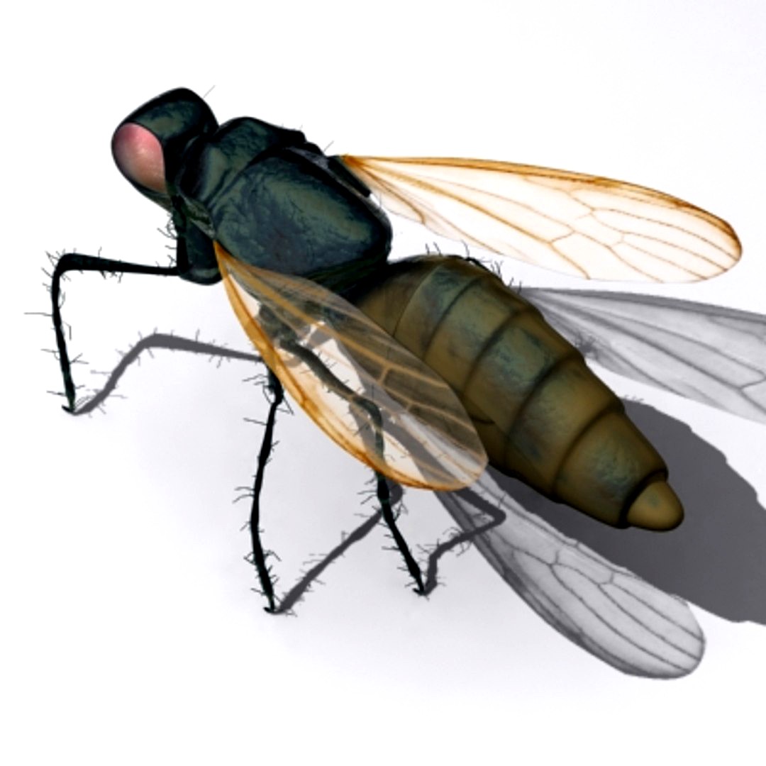 FLY