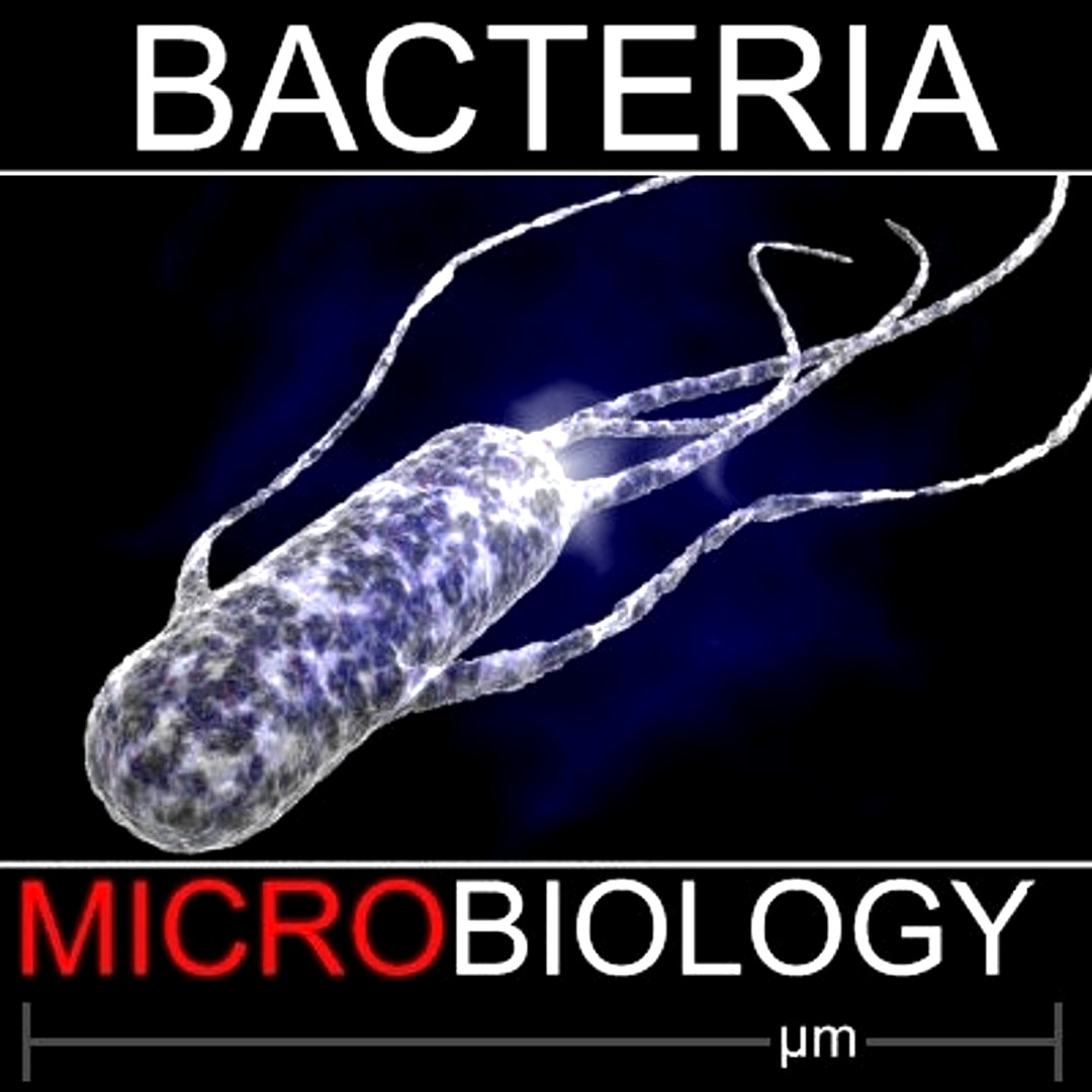 Peritrichous bacteria