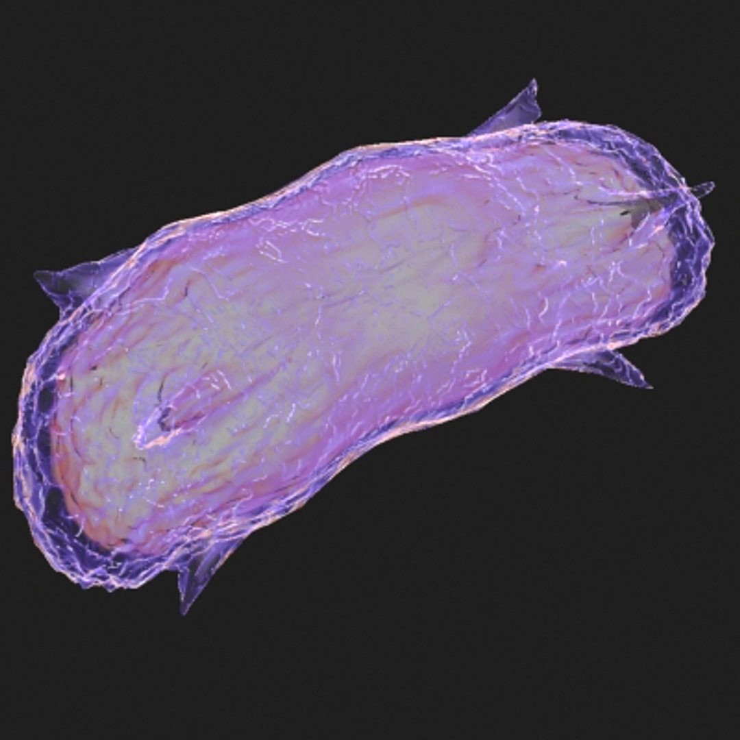 bacillus