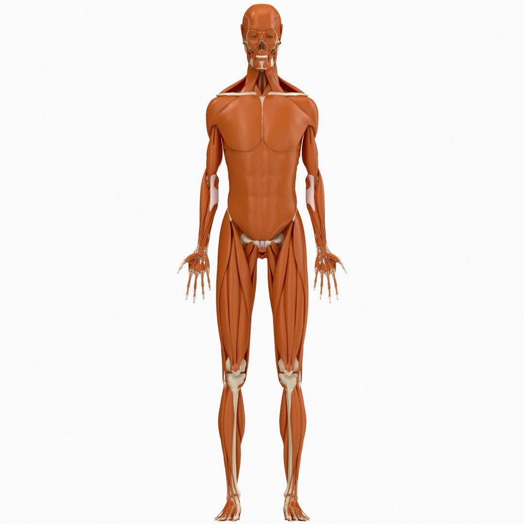 Skeletal and Muscular System