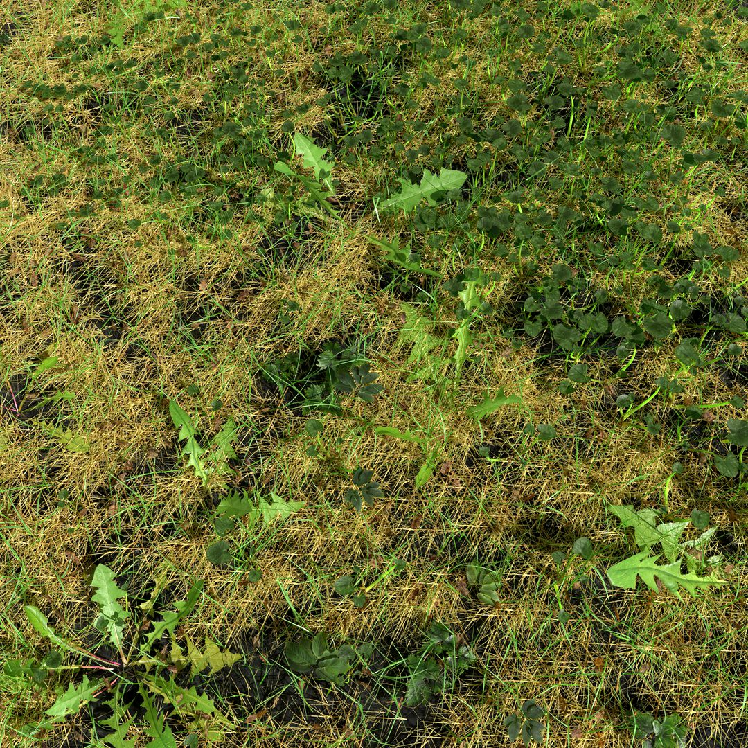 Fig Buttercup Meadow Patch