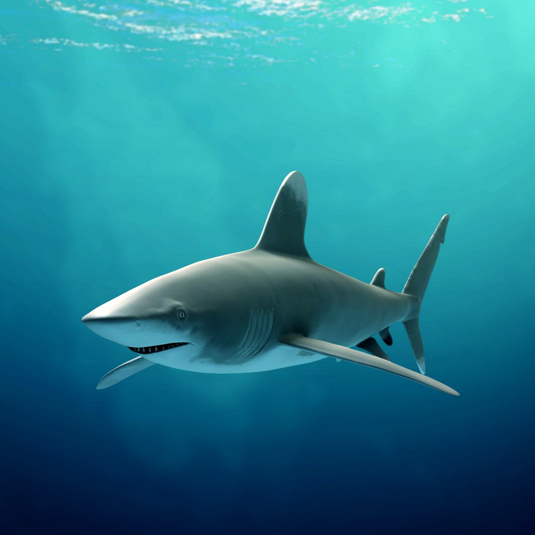 Oceanic Whitetip Shark