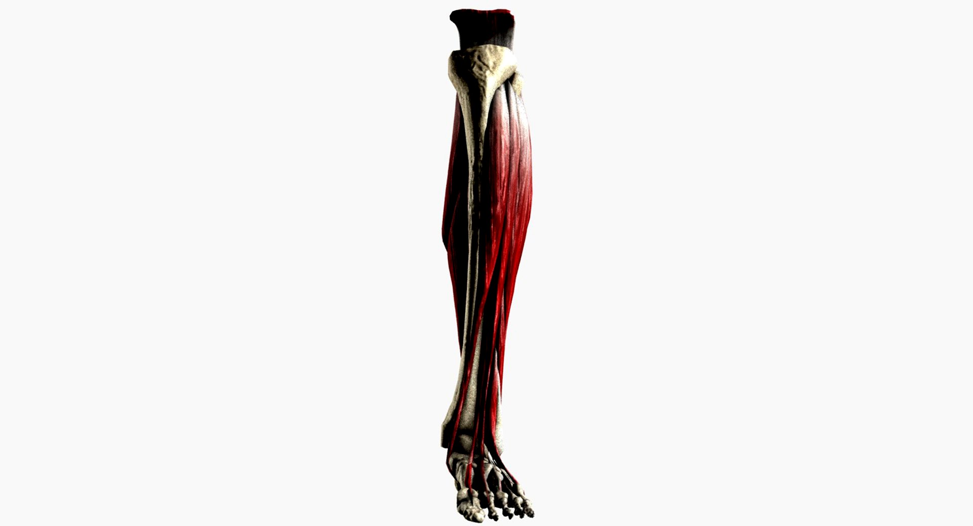 Ankle Joint Medically Accurate in High Definition