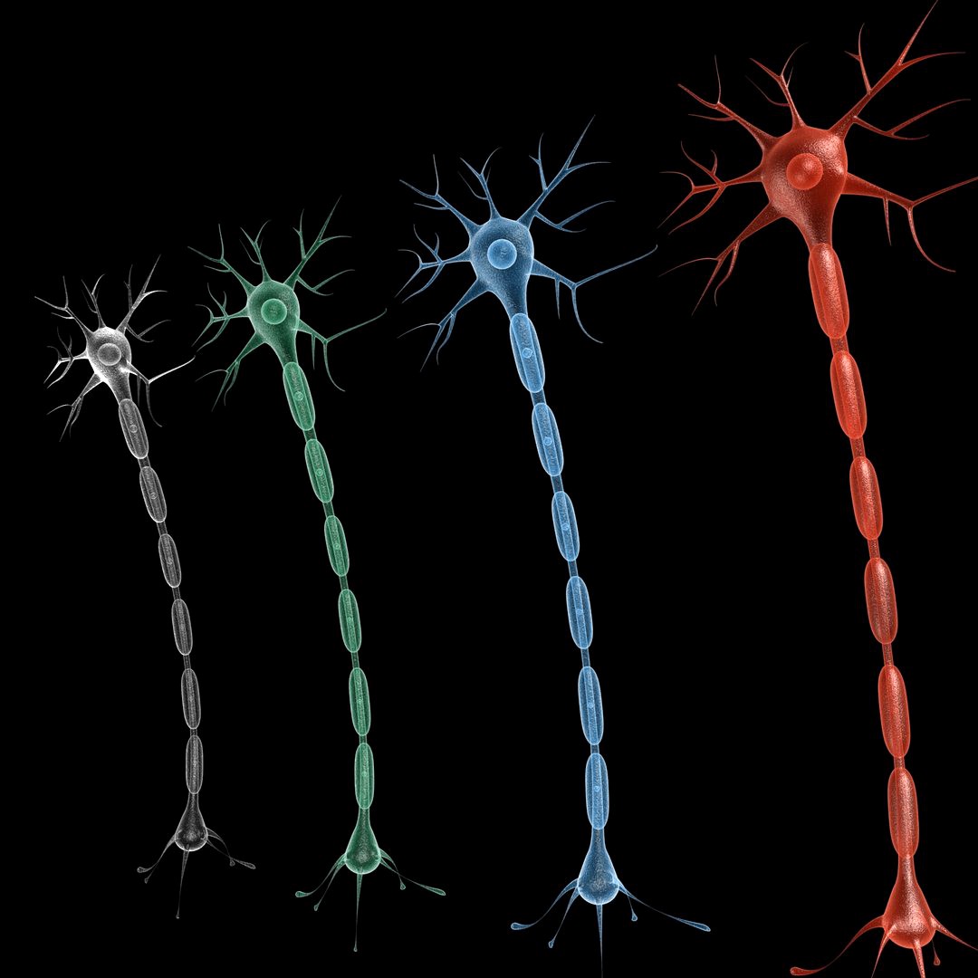 Neuron