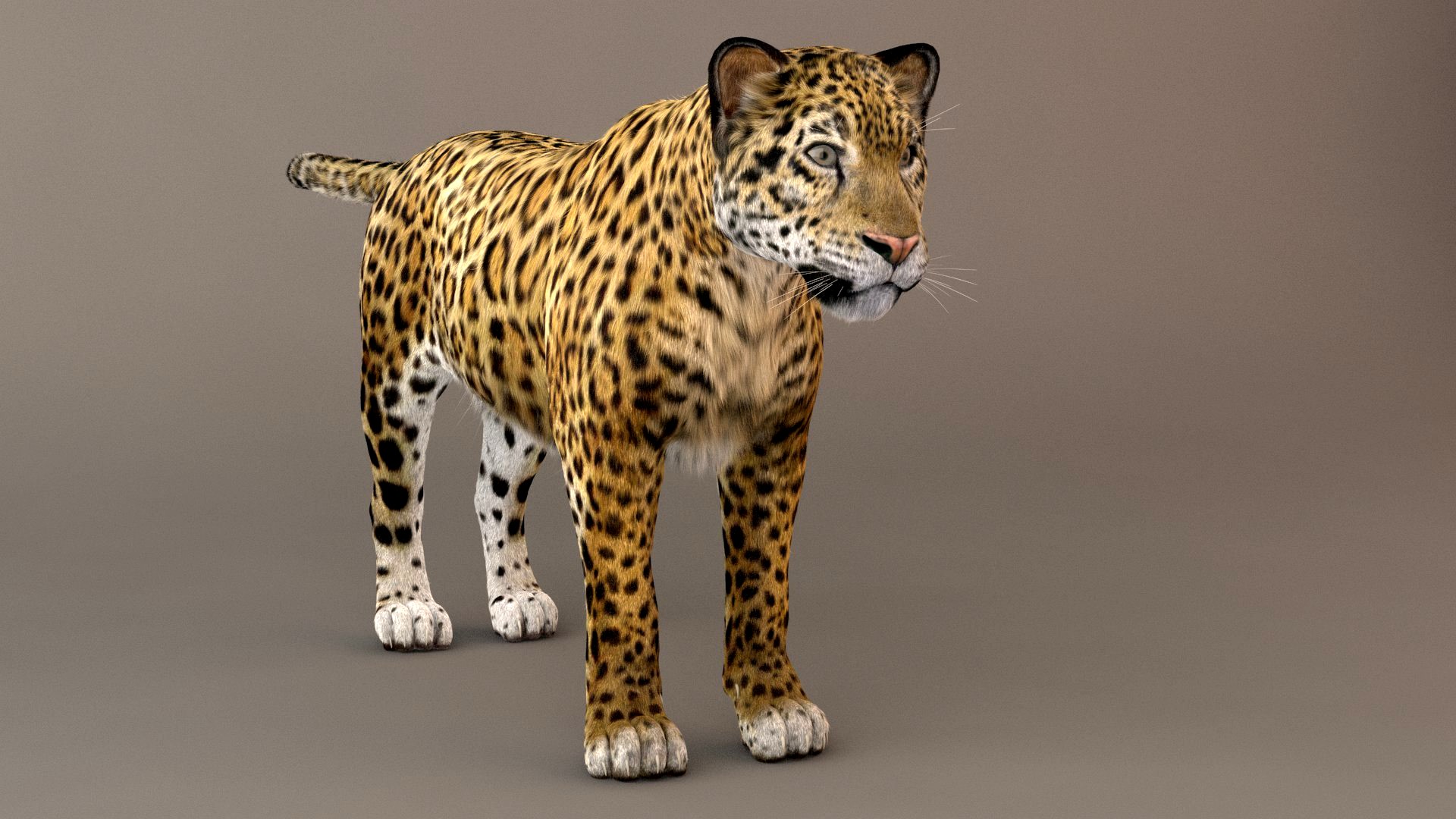 Fur Jaguar