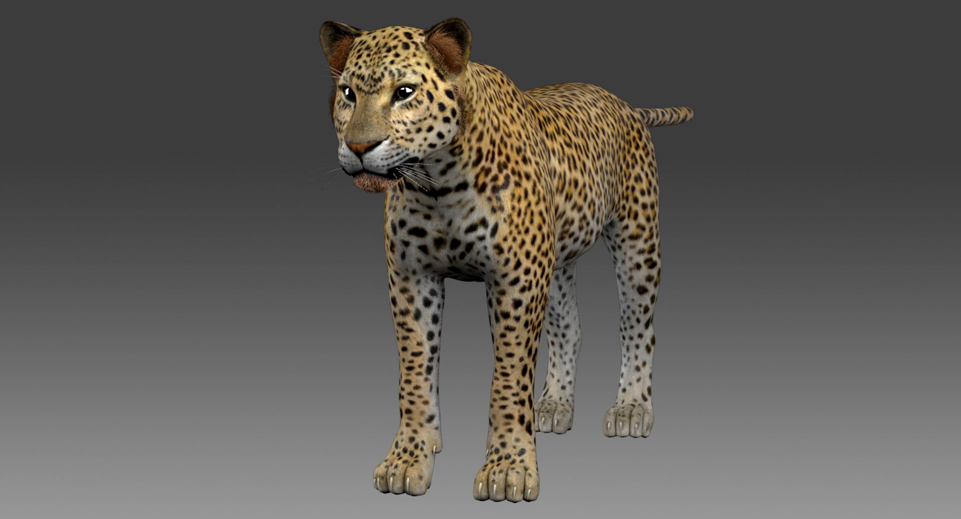 Leopard