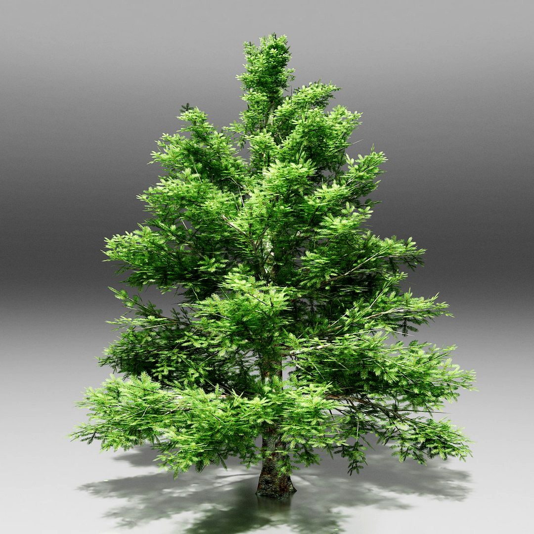 Spruce Pine