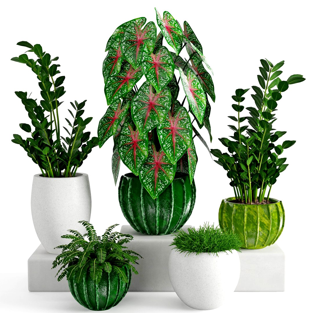 Houseplant 41