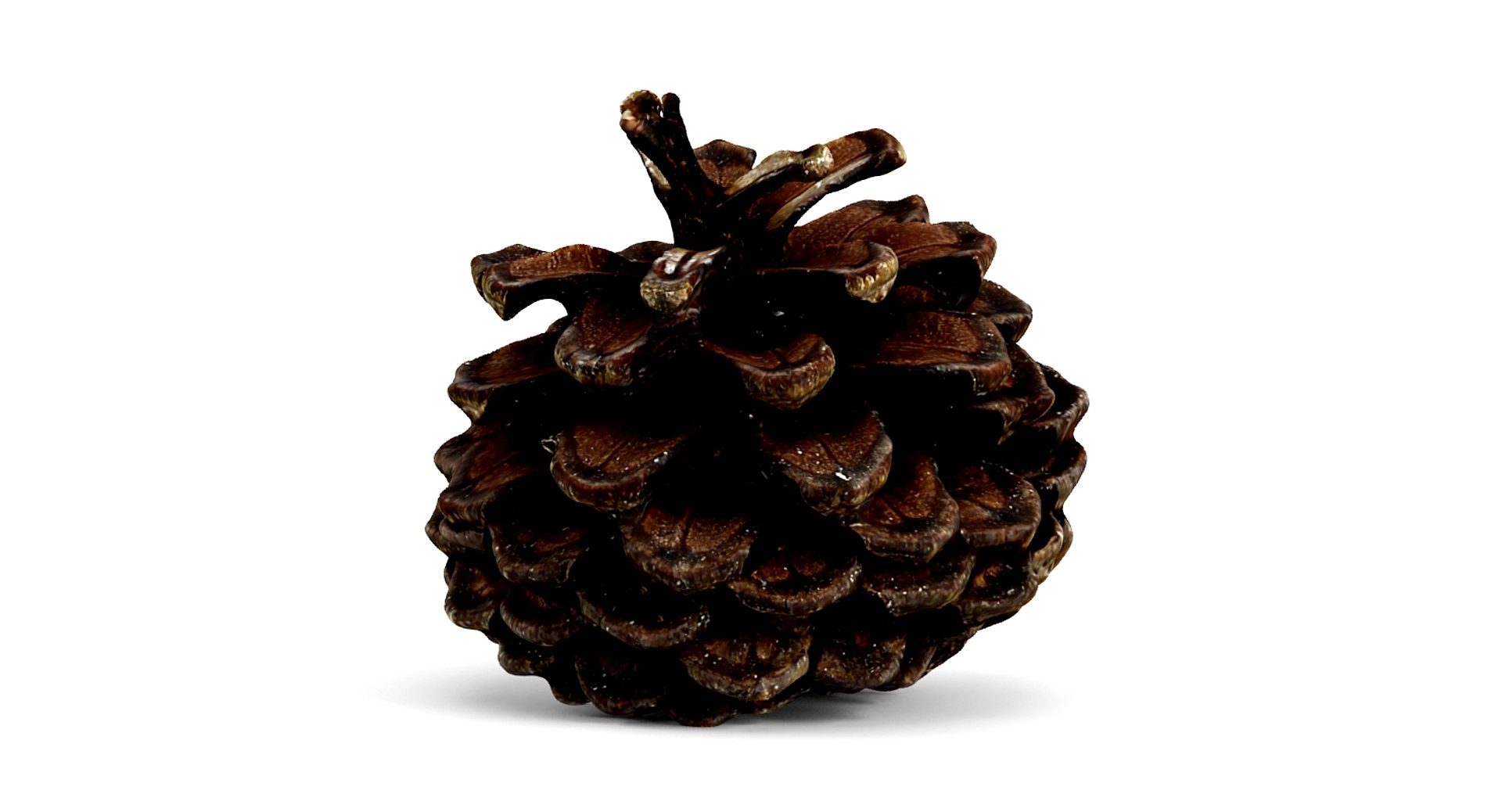 Closed Pinecone