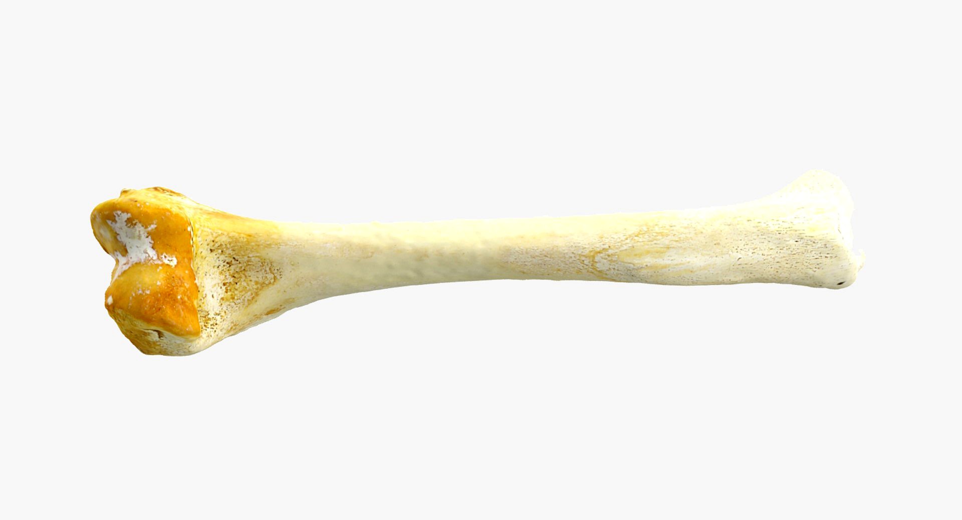 Bone