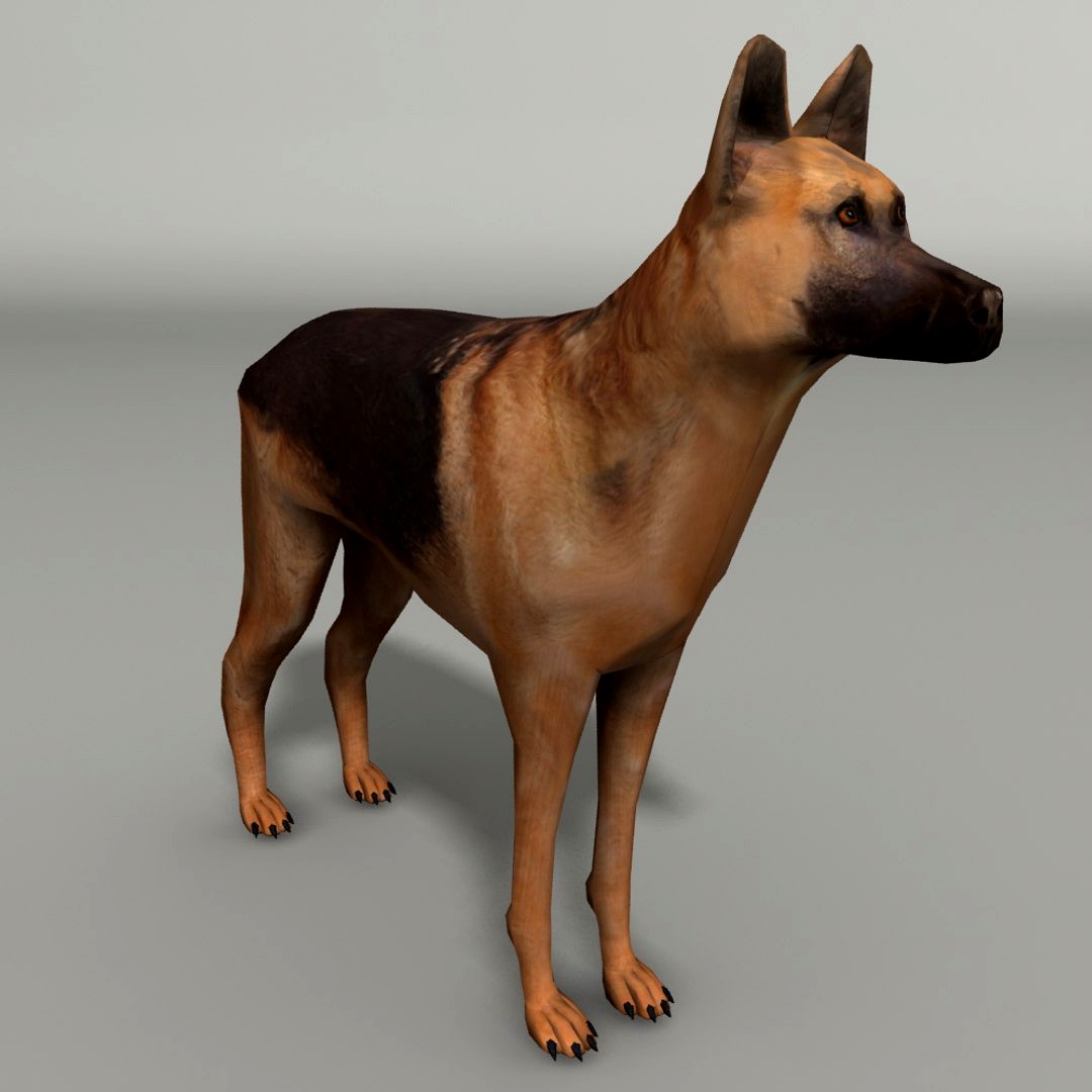 German Shepard Dog