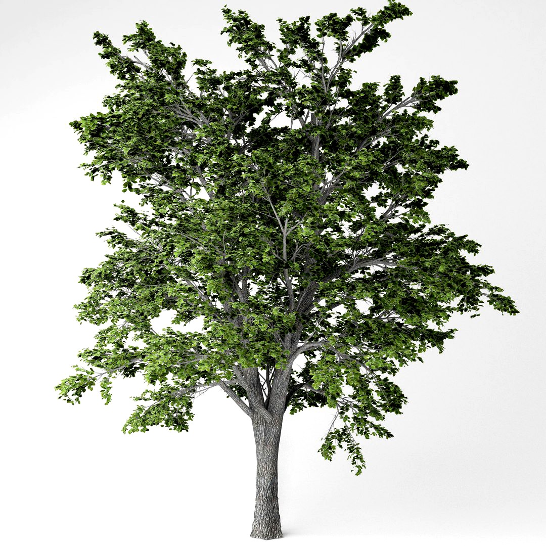 European linden