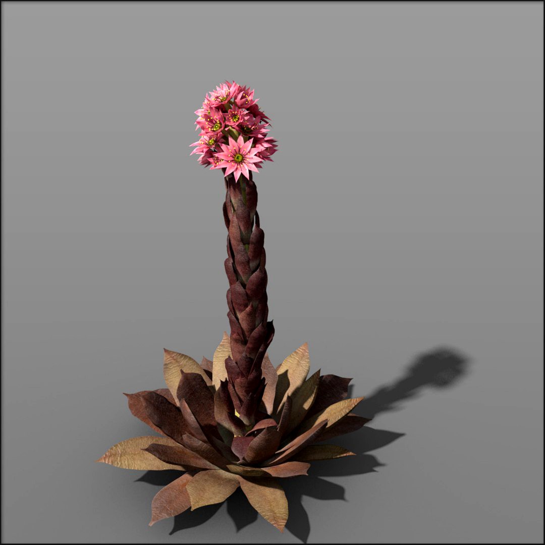 Sempervivum