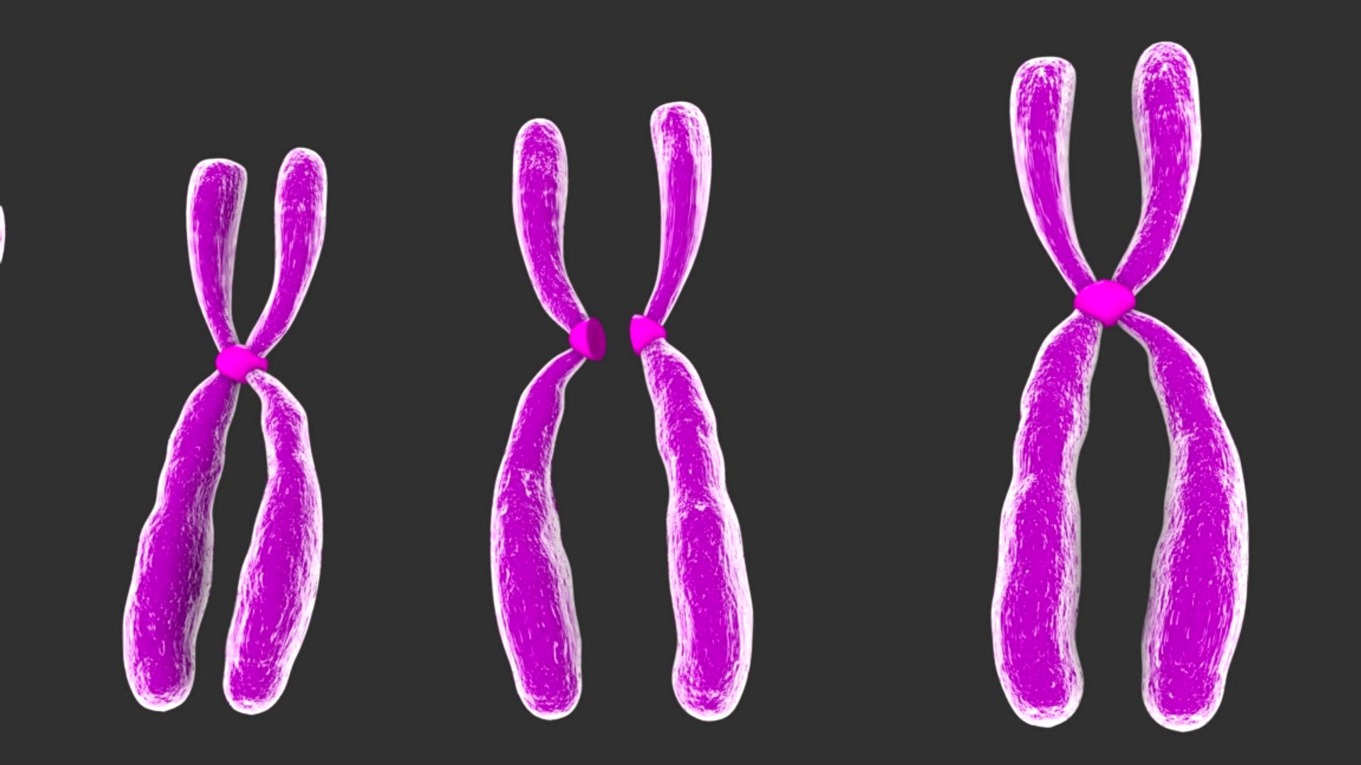 Human Chromosomes
