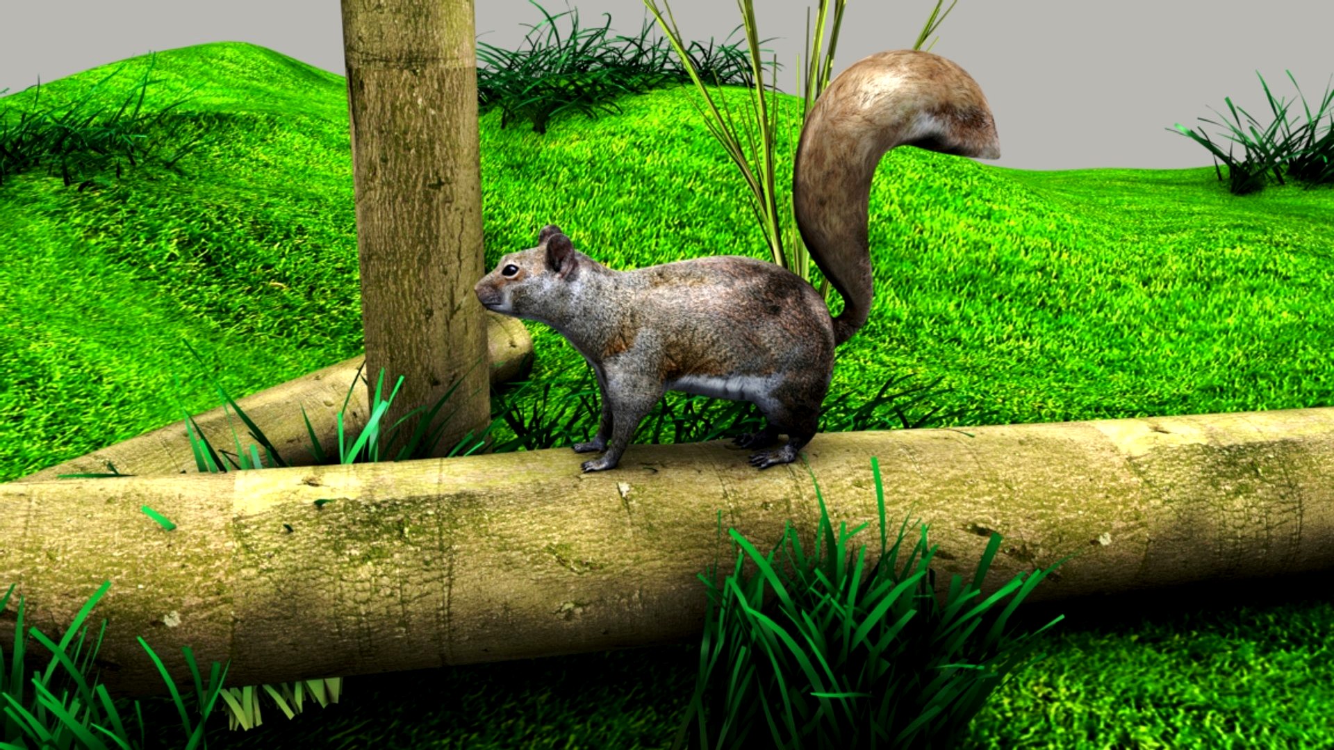 Squirrel