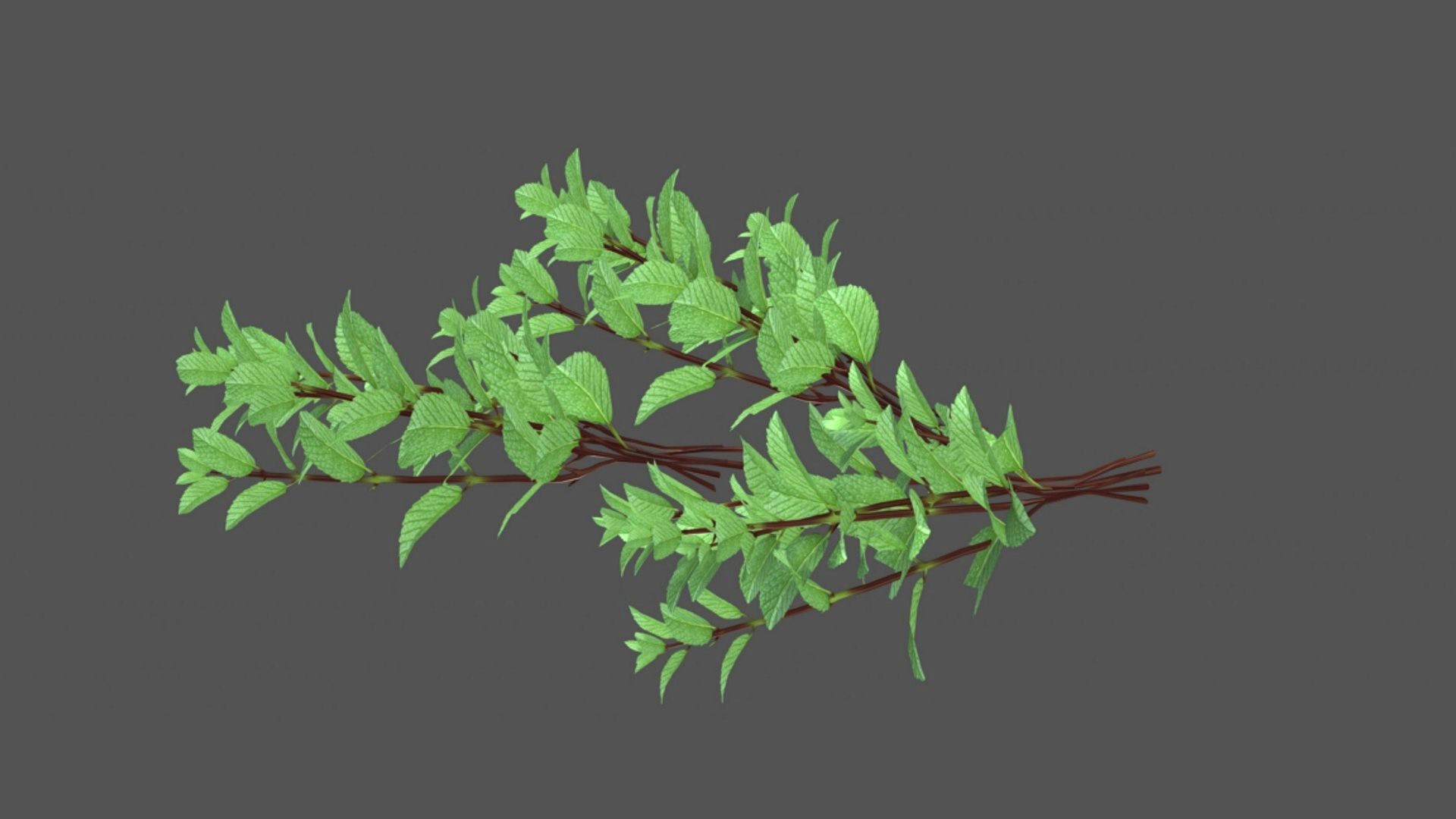 Mint Leaves