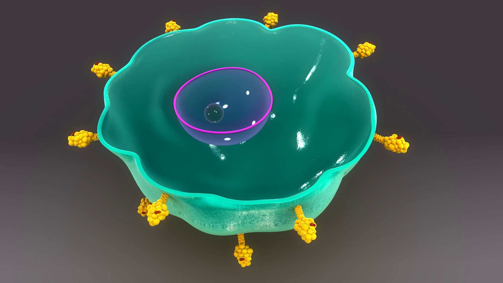 cell with antigens anatomy