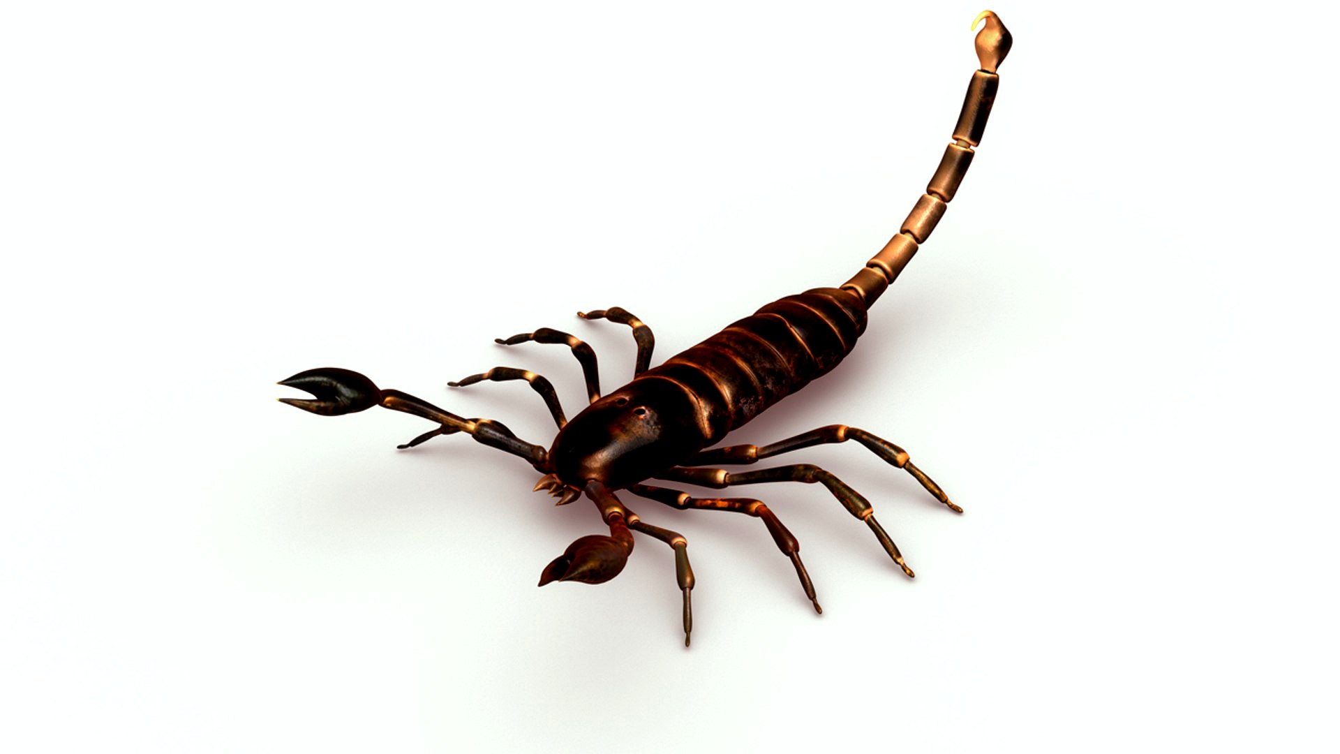 Scorpion