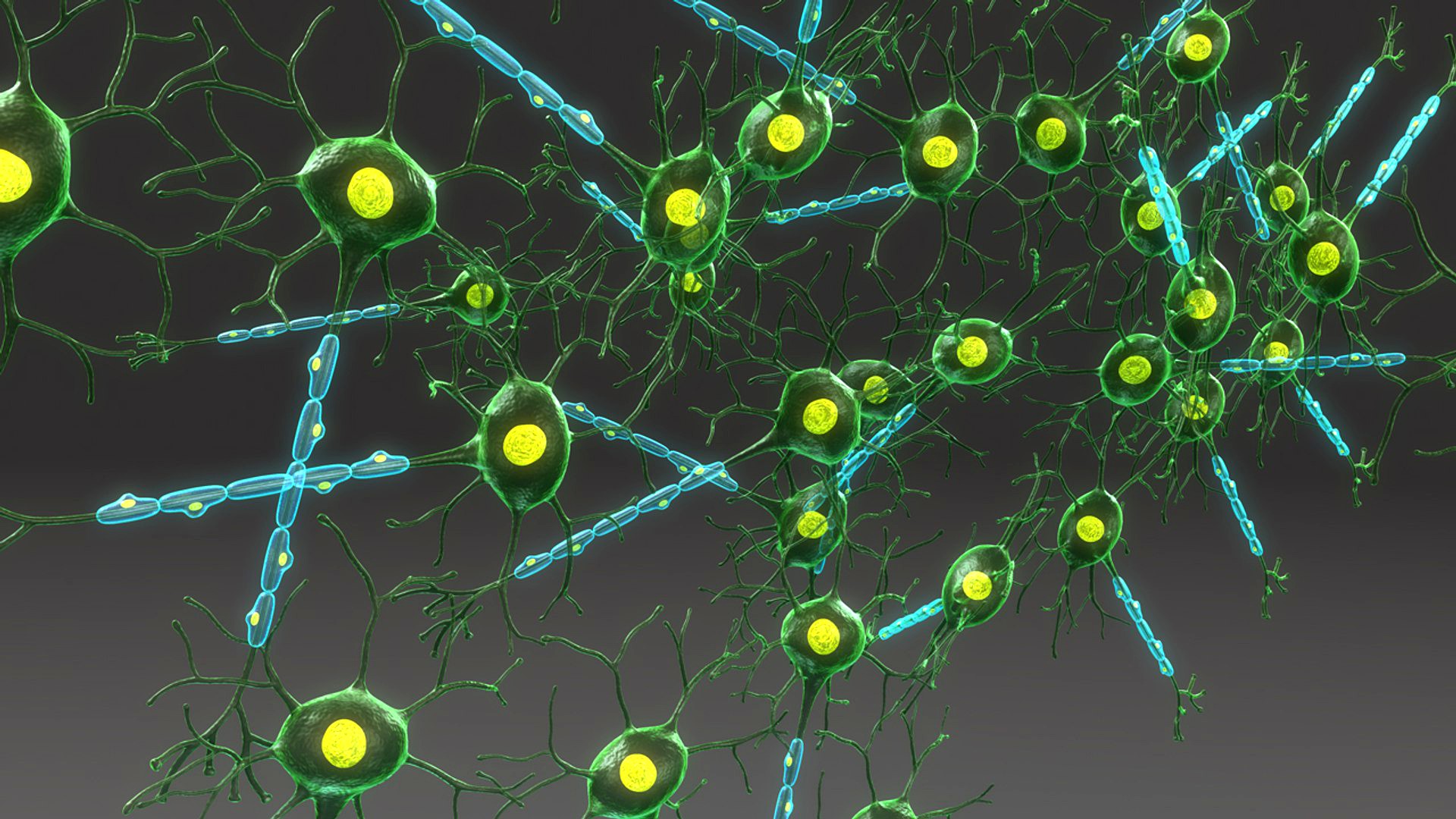 Structure of Neuron