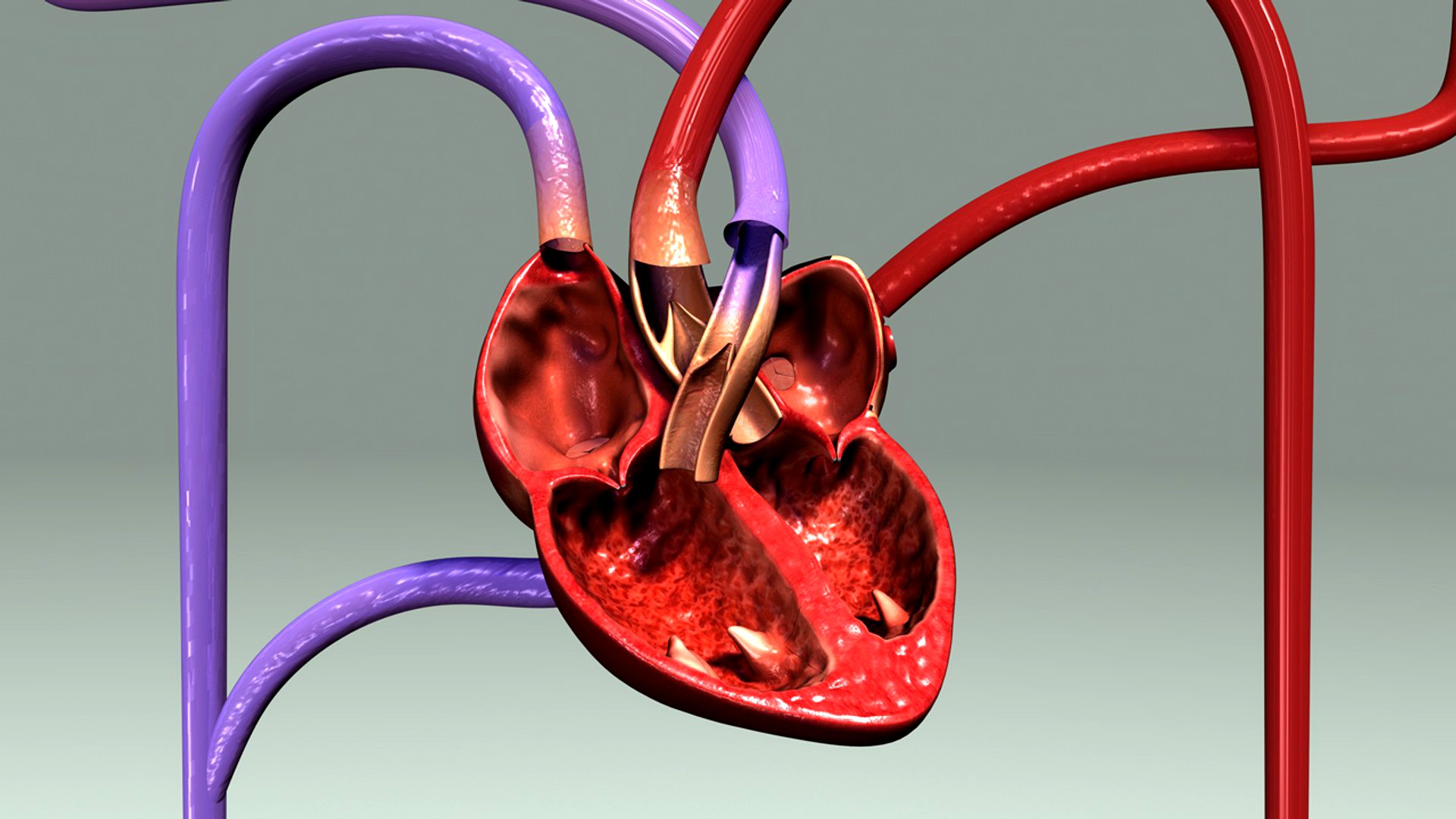 Circulation System