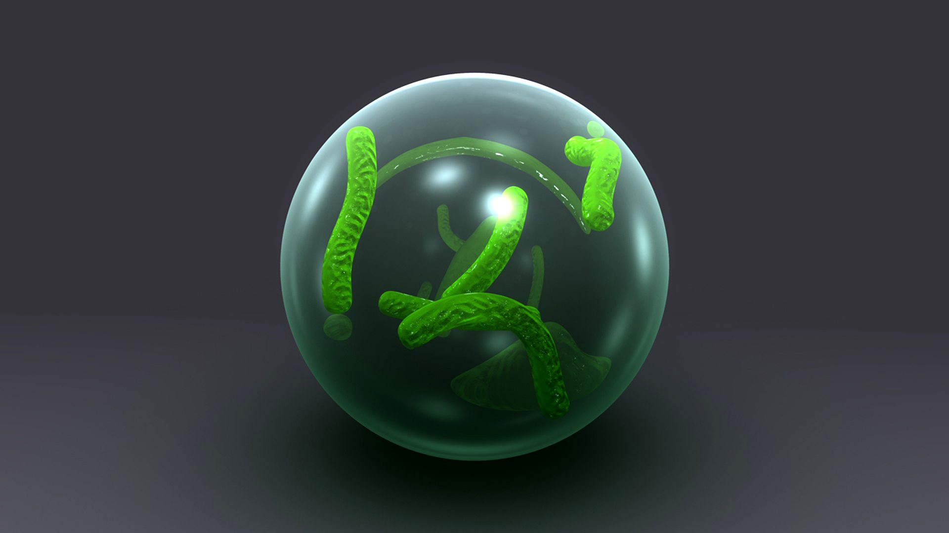 TB Bacteria